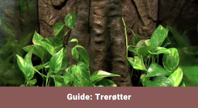 Trerøtter - guide