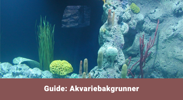 Guide til akvariebakgrunner