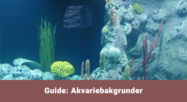 Guide til akvariebakgrunder