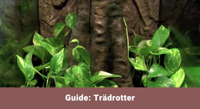 Trädrotter - guide