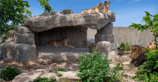 Lion cave made with MakeMake Decorative concrete for Copenhagen Zoo.