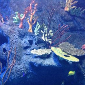 Coral reef made with ConcreteClay and painted with Colour Fix and pigments.