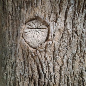 Artificial tree and wood made with concrete clay from MakeMake