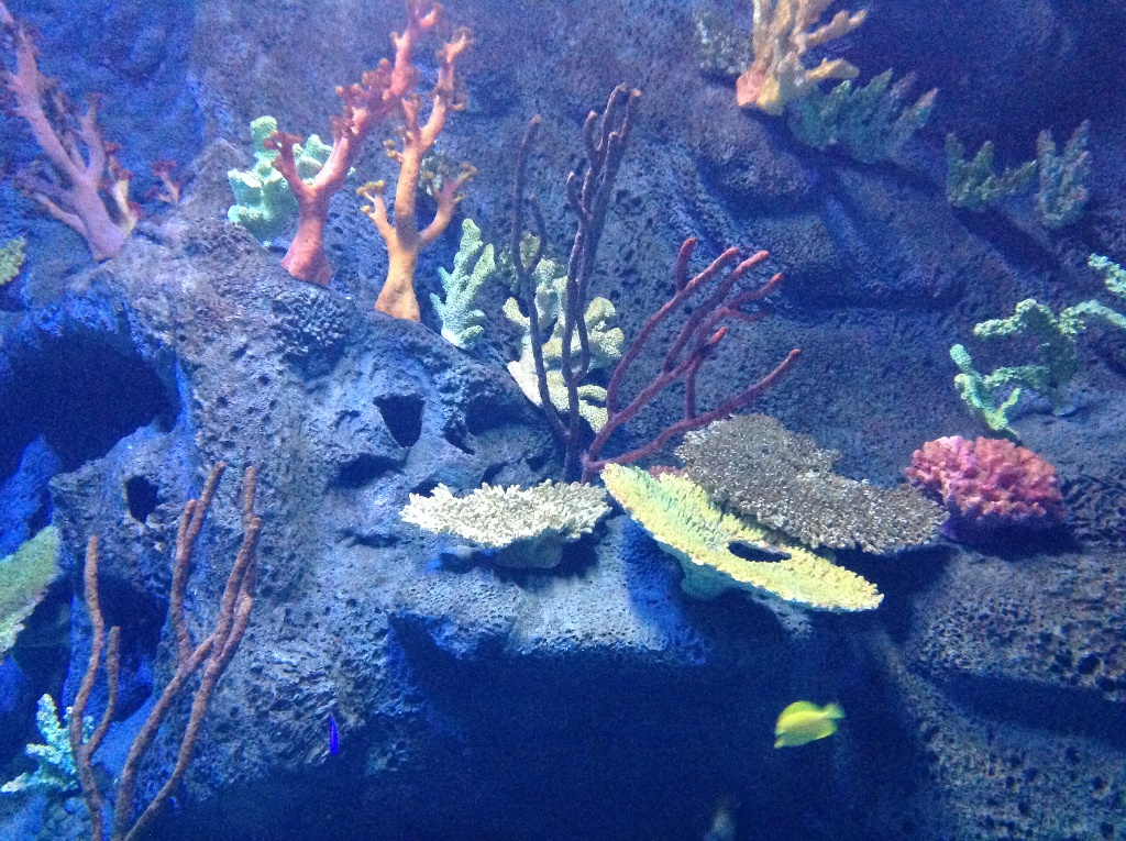 Aquarium with a coral reef made with makemake decorative concrete.