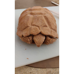 Designer modellervoks - Brun